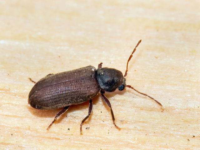 Anobium punctatum
[url=https://www.cecidologie.de/cpg16x/albums/gallery2/Anobium_punctatum2.php][img]https://www.cecidologie.de/cpg16x/albums/gallery2/tn_Anobium_punctatum2.jpg[/img][/url]

Der Gemeine Nagekäfer (Anobium punctatum) ist in ganz Europa, Nordamerika und in Nordasien verbreitet. Man findet ihn in trockenen und warmen Lebensräumen in Laub- und Nadelholzwäldern, in Holzbauten und vor allem leider auch in alten Häusern und historischen Gebäuden. Dort können sie als Schädling alles befallen, was aus trockenen Holz besteht, wie z. B. Rahmen, Türen, Decken, Böden etc. Die Weibchen legen ihre Eier in Ritzen und Spalten im Holz. Nach ca. zwei Wochen schlüpfen die Larven und fressen sich durch das Holz und verpuppen sich nach mehreren Stadien in einer Kammer im Holz.
