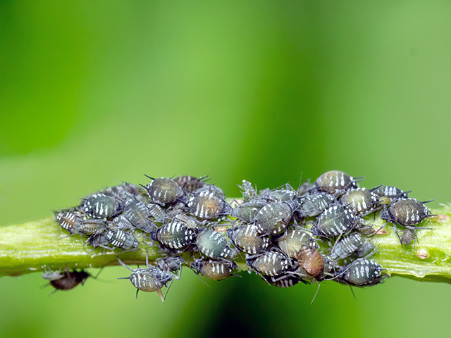 Aphis sambuci
Die Holunderblattlaus (Aphis sambuci) überwintert als Ei am Holunder (Stammwirt). Ende März bis Anfang April, schlüpfen dann die Fundatrix (Stammmütter), die durch Jungfernzeugung dichte Kolonien an den jungen, grünen Trieben und Blättern bilden. Im Sommer wandern geflügelte Stadien an die Sekundärwirte wie z. B. die Garten-Nelke (Dianthus caryophyllus), Ampfer-Arten oder Steinbrech (Saxifraga spp.). An den Wurzeln dieser Sommerwirte saugen ihre ungeflügelten Nachkommen. Im Herbst wandern geflügelte Stadien wieder zurück zum Holunder. Es entstehen geschlechtlich differenzierte Formen. Nach der Begattung legen weibliche Blattläuse befruchtete Eier zur Überwinterung auf dem Holunder ab. 

