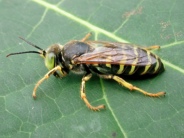 Bembix rostrata
Die Kreiselwespe (Bembix rostrata)  ist von Europa und dem Mittelmeerraum bis nach Zentralasien verbreitet. Man findet sie in trockenwarmen Sandgebieten, Sanddünen etc. Die Weibchen legen in offenen Sandböden jeweils eine bis zu 20 cm tiefe Röhre an, die nur eine Brutzelle enthält. Dort bringt das Weibchen die Nahrung für die Larve ein, wie z.b. größere Fliegen der Gattung  Tabanidae und Syrphidae. Die Niströhre wird nach jeder Fütterung wieder sorgsam verschlossen. Die Larve benötige für ihre Entwicklung zur Imago ca. 14 Tage. Die Kreiselwespe steht in Deutschland unter besonderen Schutz, da insbesondere der Rückgang größerer offener Sandflächen die Kreiselwespe hat selten werden lassen.

