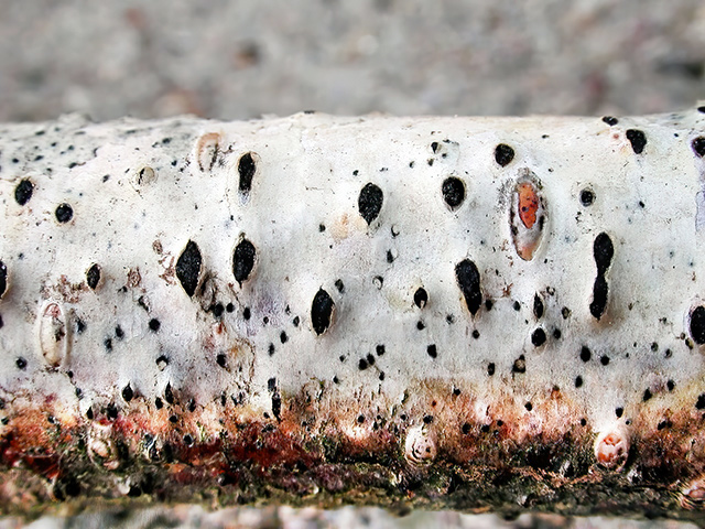 Birken-Eckenscheibchen
[color=#990000]Ungenießbar[/color]
Das Birken-Eckenscheibchen (Diatrypella favacea) kommt ganzjährig an abgestorbenen, berindeten Ästen der Birke (Betula) vor. [color=#990000]Verwechslung: ⁣/color] mit keiner anderen Art.
