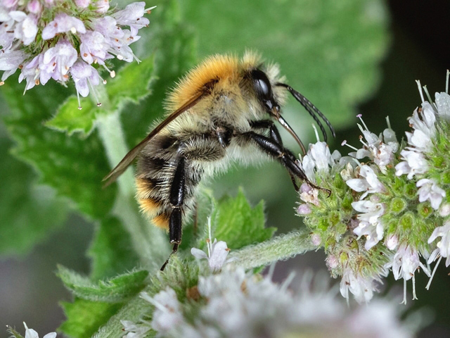 Bombus pascuorum
[url=https://www.cecidologie.de/cpg16x/albums/gallery/Bombus_pascuorum2.php][img]https://www.cecidologie.de/cpg16x/albums/gallery/tn_Bombus_pascuorum2.jpg[/img][/url] [url=https://www.cecidologie.de/cpg16x/albums/gallery/Bombus_pascuorum_Drohn.php][img]https://www.cecidologie.de/cpg16x/albums/gallery/tn_Bombus_pascuorum_Drohn.jpg[/img][/url]

Die Ackerhummel (Bombus pascuorum) ist in Europa weit verbreitet. Man findet sie in Gärten, Wiesen und Kleefeldern, Wald- und Wegrändern und in Mauern und Gebäuden. Nahrung sind Nektar und Pollen verschiedener Bäume und Pflanzen wie z.B. Obstbäume, Bunter Hohlzahn, Herzgespann, Taubnessel, Flockenblume. Die Königin erscheint ab März/April, das Volk wächst bis August zur vollen Stärke von 60 bis150 Tiere an und stirbt bis auf die Königinnen im September oder Oktober aus. Nester werden in Vogel- und Mäusenestern aus Moos, Gras oder Tierhaaren gebaut.


