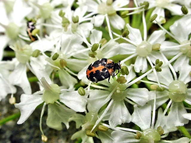 Anthrenus scrophulariae
Der Braunwurz-Blütenkäfer (Anthrenus scrophulariae) kommt weltweit vor, außer in kalten Regionen. Haupterscheinungszeit ist von Mai bis Juli, in der Nähe des Menschen ganzjährig. Die Käfer ernähren sich von Blütenpollen und Nektar von weißblühenden Pflanzen, vor allem von Weißdorn, Eberesche und Doldengewächsen. Die Weibchen legen ca. 20 Eier an geeigneten Plätzen ab, die lichtscheuen Larven schlüpfen nach wenigen Tagen und entwickeln sich binnen eines Jahres. Die Larven ernähren sich von Produkten tierischer Herkunft, welche keratin- und chitinreich sind, wie z. B. tote, vertrocknete Insekten, Haare oder Federn, Textilien und Wolle. Daher können sie in menschlichen Behausungen Schäden entsprechenden Materialien verursachen.

