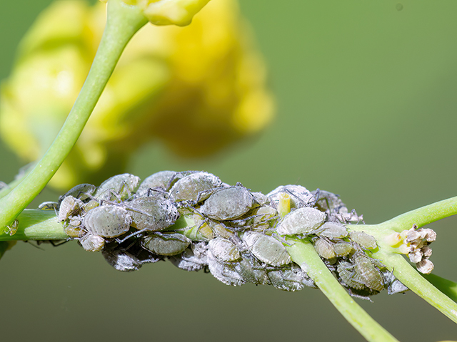 Brevicoryne brassicae
[url=https://www.cecidologie.de/cpg16x/albums/gallery2/Brevicoryne_brassicae2.php][img]https://www.cecidologie.de/cpg16x/albums/gallery2/tn_Brevicoryne_brassicae2.jpg[/img][/url] [url=https://www.cecidologie.de/cpg16x/albums/gallery2/Brevicoryne_brassicae3.php][img]https://www.cecidologie.de/cpg16x/albums/gallery2/tn_Brevicoryne_brassicae3.jpg[/img][/url] [url=https://www.cecidologie.de/cpg16x/albums/gallery2/Brevicoryne_brassicae4.php][img]https://www.cecidologie.de/cpg16x/albums/gallery2/tn_Brevicoryne_brassicae4.jpg[/img][/url]

Die Mehlige Kohlblattlaus (Brevicoryne brassicae) überwintert als Winterei an Kohlstrünken oder Kohlsamenträgern. Im März – April schlüpfen die Larven und ein paar Wochen später findet man Fundatrix (Stammmutter). Ab Anfang Juni erscheinen geflügelte Virgines (Jungfern), die auf Kohlbestände fliegen. Massenvermehrung geschieht durch Parthenogenese (aus unbefruchteten Eiern) und Lebendgeburt. Bis zu 10 Generationen treten pro Jahr auf, wobei die Populationsmaxima im Juli/August und September/Oktober liegen. Trockenwarme Witterung begünstigt die Entwicklung. Ab September/Oktober findet man geflügelte Männchen vor. Nach der Kopulation mit ungeflügelten Weibchen erfolgt die Eiablage mit bis zu 10 Wintereier pro Weibchen. 
