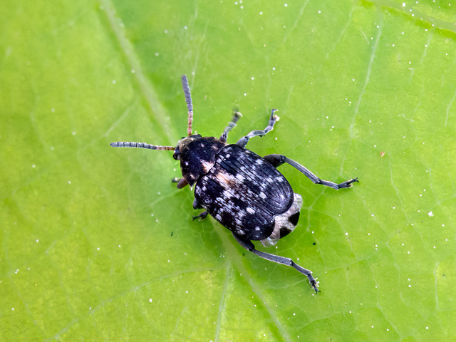 Bruchus atomarius
Der Wickensamenkäfer (Bruchus atomarius) kommt in der [url=https://www.cecidologie.de/images/Regionen.png]Paläarktis[/url] vor. Sie ist in Europa weit verbreitet. Das Verbreitungsgebiet reicht in den Nahen Osten sowie über Zentralasien bis nach China. Flugzeit ist von Mai bis Juli. Die Larven der Käferart entwickeln sich in Samen von Vertretern der Gattungen der Wicken (Vicia) und Platterbsen (Lathyrus) sowie Besenginster (Cytisus scoparius). Die Larven bohren sich in die sich entwickelnden Sämlinge und ernähren sich von der Frucht. Die erwachsenen Käfer ernähren sich von Pollen.
