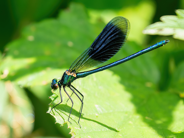 Calopteryx splendens
[url=https://www.cecidologie.de/cpg16x/albums/gallery2/Calopteryx_splendens_Weibchen.php][img]https://www.cecidologie.de/cpg16x/albums/gallery2/tn_Calopteryx_splendens_Weibchen.jpg[/img][/url]

Die Gebänderte Prachtlibelle (Calopteryx splendens) ist [url=https://www.cecidologie.de/images/Regionen.png]paläarktisch[/url] verbreitet und reicht mit mehreren Unterarten vom Atlantik bis nach China. Die wärmeliebende Art besiedeln eher träge fließenden Mittel- und Unterläufe von Fließgewässern, ersatzweise auch ähnlich strukturierte Gräben. Wichtig ist dabei ein höherer Besonnungsgrad der Gewässer und eine ausreichende Verkrautung mit Wasser- und Uferpflanzen. Flugzeit ist von Mitte Mai bis Anfang September, mit einem Höhepunkt von Mitte Juni bis Anfang August. Nach der Paarung legt das Weibchen die seine Eier (10 bis 22 Stück pro Minute) nahe der Wasseroberfläche in Wasserpflanzen ab. Die Embryonalentwicklung in den Eiern dauert in Mitteleuropa etwa sechs bis neun Wochen, dann kommt es zum Schlupf der Larven. Nahrung der Larven sind z. B. Larven von Zuckmücken und Kriebelmücken sowie auf kleine Flohkrebse. Ihre Lebenszeit als Larve hängt von den Habitat- und Witterungsverhältnissen ab. In warmen Tieflandbächen und -gräben wird meist ein jährlicher Zyklus beobachtet; in kühleren (Berg-)Bächen eher eine zweijährige Entwicklungsdauer. Im Jahr vor der Metamorphose gehen die Larven im vorletzten oder letzten Larvenstadium in die Überwinterung.
