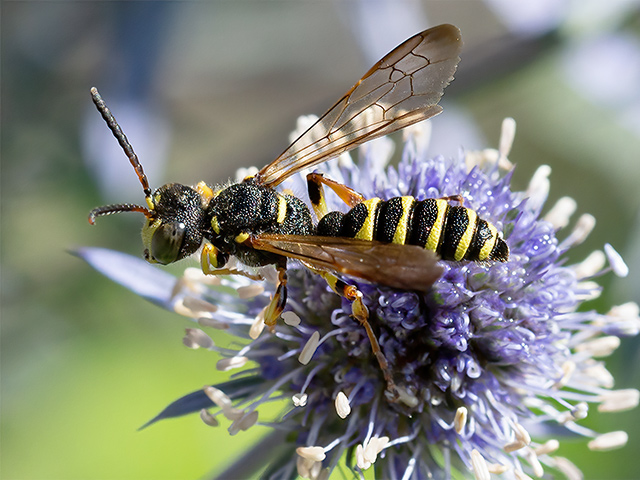 Cerceris arenaria
[url=https://www.cecidologie.de/cpg16x/albums/gallery/Cerceris_arenaria_Weibchen.php][img]https://www.cecidologie.de/cpg16x/albums/gallery/tn_Cerceris_arenaria_Weibchen.jpg[/img][/url]

Die Sandknotenwespe (Cerceris arenaria) kommt in Nordostafrika und Europa vor. Man findet sie in offenen, sandigen Lebensräumen, oft in der Nähe von Kiefern. Flugzeit ist von Ende Mai bis Ende September in einer Generation. Das Nest wird am Ende eines etwa 20 cm tiefen, senkrechten Gangs angelegt. Als Nahrung für die Larven werden bis zu 12 Rüsselkäfer in das Nest eingebracht. Dazu werden die Rüsselkäfer durch einen Stich zwischen den Gelenkhäuten an der Basis der Beine betäubt.
