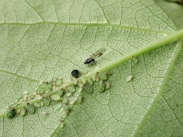 Chaitophorus tremulae
[url=https://www.cecidologie.de/cpg16x/albums/gallery/Chaitophorus_tremulae2.php][img]https://www.cecidologie.de/cpg16x/albums/gallery/tn_Chaitophorus_tremulae2.jpg[/img][/url] [url=https://www.cecidologie.de/cpg16x/albums/gallery/Chaitophorus_tremulae3.php][img]https://www.cecidologie.de/cpg16x/albums/gallery/tn_Chaitophorus_tremulae3.jpg[/img][/url] 

Chaitophorus tremulae findet man in Kolonien zumeist an den Unterseiten der Espe (Populus tremulae).
