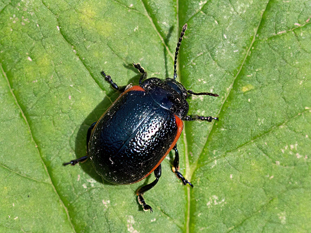 Chrysolina sanguinolenta
[url=https://www.cecidologie.de/cpg16x/albums/gallery/Chrysolina_sanguinolenta2.php][img]https://www.cecidologie.de/cpg16x/albums/gallery/tn_Chrysolina_sanguinolenta2.jpg[/img][/url]

Der Rotsaum-Blattkäfer (Chrysolina sanguinolenta) kommt von Portugal bis zur Türkei und östlich bis zur Mongolei, im Norden bis Südskandinavien und im Süden bis Marokko, Algerien und den Kanarischen Inseln vor, im Mittelmeerraum fehlt er. Man findet ihn vor allem in sandigen Gebieten mit größeren Vorkommen von Leinkräutern (Linaria). Flugzeit ist von März bis Oktober. Die Eiablage beginnt im April und dauert bis in den Spätsommer; die Eier werden auf dem Laub der Wirtspflanze abgelegt und die Larven schlüpfen nach etwa einer Woche. Die Larven entwickeln sich innerhalb eines Monats mit vier Stadien und klettern dann zur Verpuppung im Boden den Stängel hinunter. Das kombinierte Vorpuppen- und Verpuppungsstadium ist innerhalb von zwei Wochen abgeschlossen, und die erwachsenen Tiere beginnen im Mai zu schlüpfen und erscheinen den ganzen Sommer über, sodass Eier, Larven und erwachsene Tiere auf derselben Pflanze vorkommen können. Die neue Generation der erwachsenen Tiere überwintert in Grasbüscheln, Moos, Streu usw. und wird im folgenden Frühjahr aktiv, um sich fortzupflanzen, doch stirbt diese Generation in der Regel ab, bevor die nächste erscheint. 

