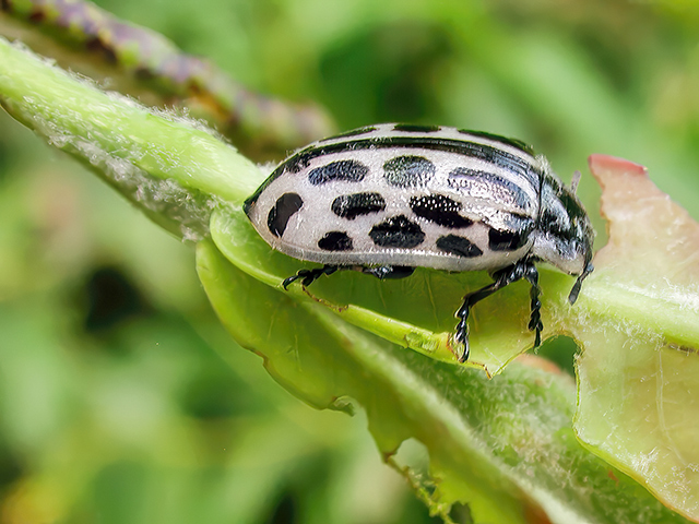 Chrysomela vigintipunctata
[url=https://www.cecidologie.de/cpg16x/albums/gallery/Chrysomela_vigintipunctata_Farbvariante.php][img]https://www.cecidologie.de/cpg16x/albums/gallery/tn_Chrysomela_vigintipunctata_Farbvariante.jpg[/img][/url] [url=https://www.cecidologie.de/cpg16x/albums/gallery/Chrysomela_vigintipunctata_Larve.php][img]https://www.cecidologie.de/cpg16x/albums/gallery/tn_Chrysomela_vigintipunctata_Larve.jpg[/img][/url] [url=https://www.cecidologie.de/cpg16x/albums/gallery/Chrysomela_vigintipunctata_Puppen.php][img]https://www.cecidologie.de/cpg16x/albums/gallery/tn_Chrysomela_vigintipunctata_Puppen.jpg[/img][/url] 

Der Gefleckte Weidenblattkäfer (Chrysomela vigintipunctata) kommt in Mitteleuropa und dem südlichen Nordeuropa in Wassernähe vor. Man findet sie auf Weiden, Pappeln, Birken und Erlen. Flugzeit ist von April bis August. Die Käfer und ihre Larven ernähren sich von den Blättern ihrer Wirtspflanzen.
[color=#990000]Bemerkung:[/color] Die Käfer können weißliche bis gelbe oder rötliche Flügeldecken haben (siehe Bilder). 

