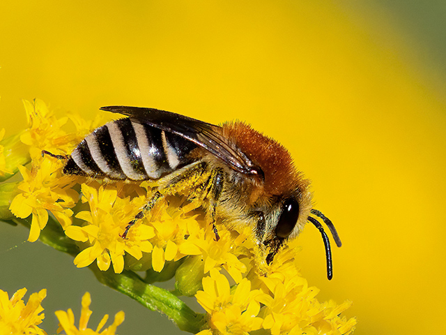 Colletes similis
[url=https://www.cecidologie.de/cpg16x/albums/gallery2/Colletes_similis2.php][img]https://www.cecidologie.de/cpg16x/albums/gallery2/tn_Colletes_similis2.jpg[/img][/url]

Die Rainfarn-Seidenbiene (Colletes similis) ist in ganz Europa, nördlich bis Finnland verbreitet. Man findet sie an trockenwarmen Ruderalstellen, Hängen in Sand- und Lehmgruben und Trockenhängen. Flugzeit ist von Mai bis September. Nahrung ist Nektar und Pollen von Korbblütlern, bevorzugt Rainfarn. Die Nester werden in vegetationsarme bis vegetationsfreie Steilwände oder schräge Flächen gegraben. Die Überwinterung erfolgt als Ruhelarve. 
