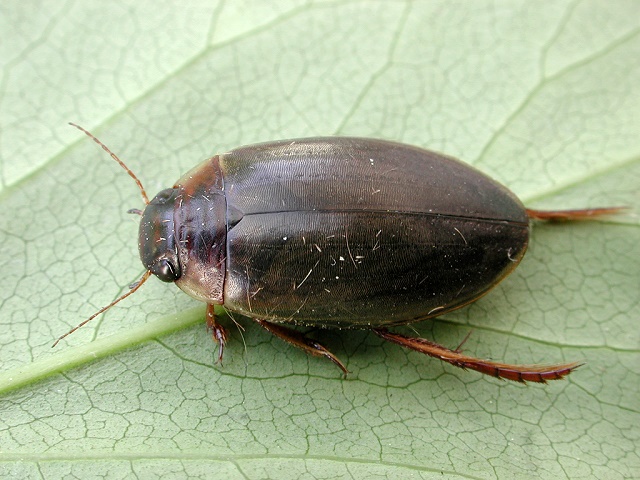 Colymbetes fuscus
Der Gemeine Teichschwimmer (Colymbetes fuscus) kommt in ganz Europa, mit Ausnahme der nördlichsten Gebiete vor. Man findet ihn hauptsächlich an Stillgewässern, aber auch in Fließgewässern, Brackwasser und Mooren. Die Eier werden im Frühjahr an Wasserpflanzen abgelegt, seltener auch im Herbst. Die Larven leben in der Regel räuberisch auf Wasserpflanzen. Zunächst ernähren sie sich von Organismen des Planktons, später erbeuten sie auch Kaulquappen und Larven von Insekten. Die Imagines können sehr gut fliegen.
