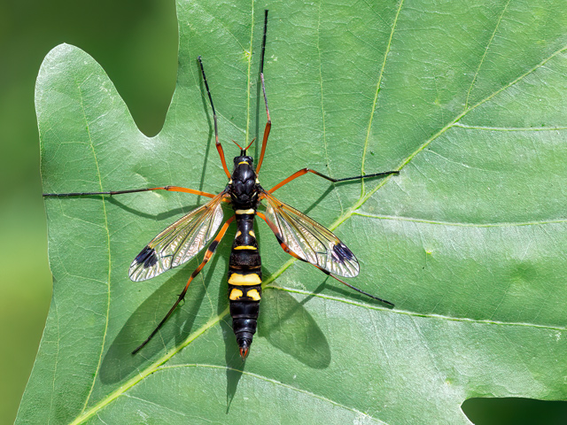 Ctenophora festiva
Ctenophora festiva ist in Mittel- und Westeuropa und auf der Balkanhalbinsel verbreitet. Im Westen zwischen Niederlande und Portugal bis im Osten zwischen Litauen und Griechenland kommt sie vor. Auch im Nahen Osten soll sie vorkommen. Man findet sie in verschiedenen Biotopen wie Gärten, Heckenbiotope, in Gewässernähe und Auwäldern etc. Flugzeit ist von Juni bis August. Die Eier werden in Totholz und vermodernden Baumstämmen abgelegt und die später schlüpfenden Larven ernähren sich vom modernden Holz. 
