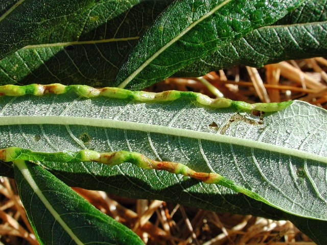 Dasineura marginemtorquens
[url=https://www.cecidologie.de/cpg16x/albums/gallery/Dasineura_marginemtorquens.php][img]https://www.cecidologie.de/cpg16x/albums/gallery/tn_Dasineura_marginemtorquens2.jpg[/img][/url]

Die Gallmücke Dasineura marginemtorquens verursacht die beidseitigen Blattrandeinrollungen an Korb-Weide (Salix viminalis) (Bild), Purpur-Weide (Salix purpurea) und fraglich auch an Bruch-Weide (Salix fragilis). Im Inneren befinden sich kleine orangefarbene Larven. Ab August kann man diese Gallen finden.
