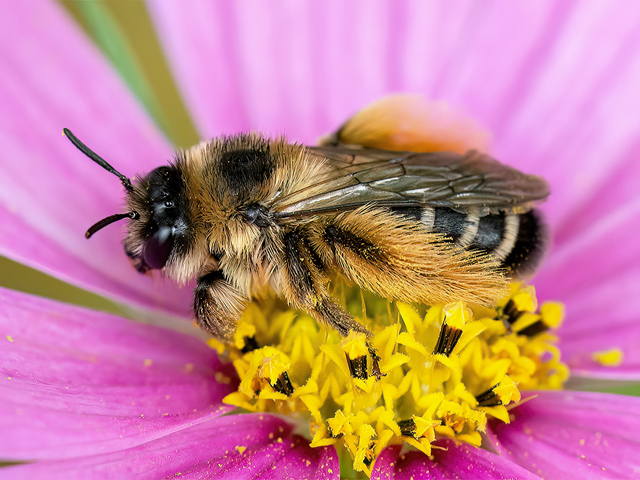 Dasypoda hirtipes
[url=https://www.cecidologie.de/cpg16x/albums/gallery/Dasypoda_hirtipes2.php][img]https://www.cecidologie.de/cpg16x/albums/gallery/tn_Dasypoda_hirtipes2.jpg[/img][/url]

Die Raufüßige Hosenbiene (Dasypoda hirtipes) gehört zu den Hosenbienen und kommt in Europa und Asien vor. Man findet sie in Sandgebieten auf Wiesen, in Gärten und Parks etc. wo sie Nektar und Pollen von Korbblütlern sammeln. Für die Eiablage graben die Bienen bis 60 cm lange Gänge mit Seitengängen und Nistzellen in den sandigen Boden. In jede Nistzelle wird ein Pollenklumpen eingebracht und ein Ei darauf gelegt. Die Larven ernähren sich von dem Pollen, überwintern in der Zelle und verpuppen sich im folgenden Jahr.

