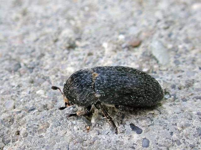 Dermestes laniarius
Dermestes laniarius ist in der gesamten [url=https://www.cecidologie.de/images/Regionen.png]Paläarktis[/url] verbreitet. Man findet ihn nur in bestimmten, einander sehr gleichen Biotopen und er liebt trockene Lebensräume, bevorzugt Sandgebiete wie z. B. Sandgruben, Heiden, Dünen. Er ernährt sich von toten, tierischen Substanzen, zuweilen auch von faulenden Pflanzenstoffen. Die Lebensweise der Larven entspricht der Imagines. 
