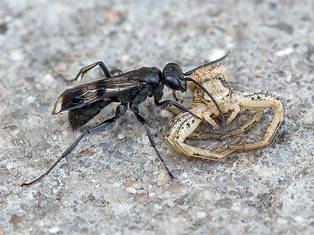 Deuteragenia variegata
Die Gescheckte Wegwespe (Deuteragenia variegata) kommt in weiten Teilen Europas, einschließlich Madeiras sowie in Nordafrika und im Nahen Osten vor. Sie ist nahezu in ganz Deutschland verbreitet, nördlich von Berlin wurden jedoch noch keine Exemplare gefunden. In den Alpen kann sie bis in 1700 m Seehöhe an wärmebegünstigten Stellen vorkommen. Die wärmeliebende Art findet man in vom Menschen geschaffenen Kulturlandschaften wie in aufgelassenen Weinbergen oder Streuobstwiesen. Dort ist sie vorwiegend an Trockenmauern zu finden, sie besiedelt aber auch Waldränder oder Halbtrockenrasen mit Felsen und Steinen. Beute sind vor allem Krabbenspinnen der Gattungen Thomisus und Xysticus und Sackspinnen (Clubiona). Diese werden in bereits vorhandene Hohlräume wie z. B. in Löchern von Steinmauern oder Felsen eingelagert. Manchmal werden auch die verlassenen Nester der Tönnchenwegwespe und ihrer Verwandten der Gattung Auplopus in Schneckenhäusern oder unter Felsen wiederverwendet oder bestehende aufgebrochen. In einem Hohlraum können ein bis drei Brutzellen mit je einer Spinne angelegt werden, die dann mit Erde und Spinnweben verschlossen werden.

