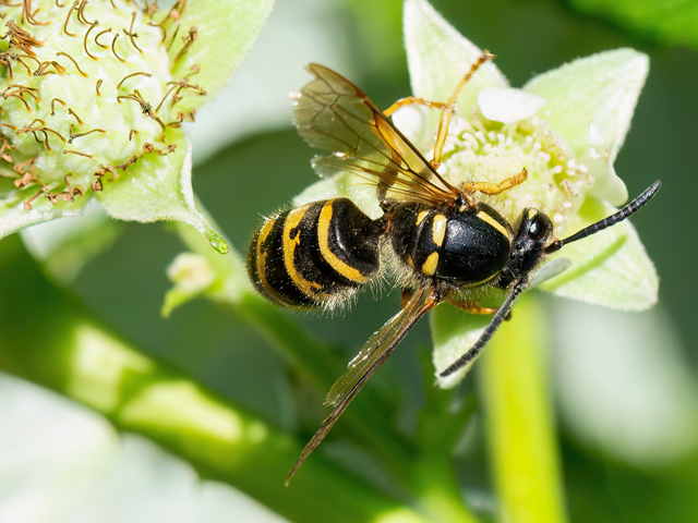 Dolichovespula saxonica
[url=https://www.cecidologie.de/cpg16x/albums/gallery2/Dolichovespula_saxonica2.php][img]https://www.cecidologie.de/cpg16x/albums/gallery2/tn_Dolichovespula_saxonica2.jpg[/img][/url]

Die Sächsische Wespe (Dolichovespula saxonica) kommt von den Pyrenäen über Mittel- und Nordeuropa ostwärts bis nach Japan vor. Man findet sie in verschiedenen offenen Biotopen und auch im menschlichen Siedlungsgebiet. Flugzeit ist von Mitte Mai bis Anfang September, Arbeiterinnen ab Anfang Juni, Königinnen und Drohnen der neuen Generation ab Ende Juni. Die Nester werden frei hängend an geschützten Orten und auch in oder an Häusern, Dachböden etc. angelegt. Sie bestehen meist aus drei bis sechs Waben, deren Ränder aufgebogen sind, sowie bis zu 2.000 Zellen. Maximal besiedeln etwa 1.000 Individuen ein Nest, wobei davon etwa 100 bis 300 Arbeiterinnen sind.  Die Art wird von der Falschen Kuckuckswespe (Dolichovespula adulterina) parasitiert. 
