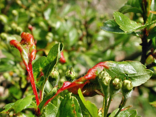 Dysaphis crataegi
Die Weißdornblattlaus (Dysaphis crataegi) kommt weltweit vor. Im Frühjahr ab April ruft sie eine Rotfärbung mit Blattfaltung oder Blattrandgallen hervor, welche blasig aufgetrieben sind. Die Läuse findet man dann auf der Blattunterseite innen. Die geflügelten Stadien wandern später auf ihren Sommerwirt (Doldenblütler) wie z. B. Möhre, Petersilie und Sellerie ab, wo man sie am Wurzelhals der Pflanzen finden kann.  Im Herbst fliegen die geflügelten Blattlausstadien wieder zurück zum Weißdorn, um dort ihre kälteresistenten Wintereier in Ritzen des Stammes abzulegen. Im Frühjahr nach dem Schlupf der Läuse beginnt der Kreislauf von vorn.
