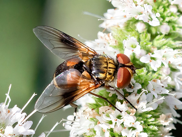 Ectophasia crassipennis
[url=https://www.cecidologie.de/cpg16x/albums/gallery2/Ectophasia_crassipennis_Weibchen2.php][img]https://www.cecidologie.de/cpg16x/albums/gallery2/tn_Ectophasia_crassipennis_Weibchen2.jpg[/img][/url] [url=https://www.cecidologie.de/cpg16x/albums/gallery2/Ectophasia_crassipennis_Weibchen3.php][img]https://www.cecidologie.de/cpg16x/albums/gallery2/tn_Ectophasia_crassipennis_Weibchen3.jpg[/img][/url] [url=https://www.cecidologie.de/cpg16x/albums/gallery2/Ectophasia_crassipennis_Maennchen.php][img]https://www.cecidologie.de/cpg16x/albums/gallery2/tn_Ectophasia_crassipennis_Maennchen.jpg[/img][/url]

Die Breitflügelige Raupenfliege (Ectophasia crassipennis) kommt in ganz Europa, dem Vorderen Orient und im gemäßigten westlichen Asien vor. Man findet sie an Blütenpflanzen, meist in offenem und feuchtem Gelände, wie z. B. Sümpfe, Moore, Parks, Gärten und Waldränder bis in Höhen von 1500 m. Die Larven ernähren sich parasitär an und in Wanzen und ihren Nymphen, oft Getreidewanzen. Das Weibchen der Breitflügeligen Raupenfliege legt ihre Eier mittels Legestachel in die Wirtstiere ab und die daraus schlüpfenden Larven ernähren sich von dessen Gewebe. Die Verpuppung findet in der Erde statt. 

