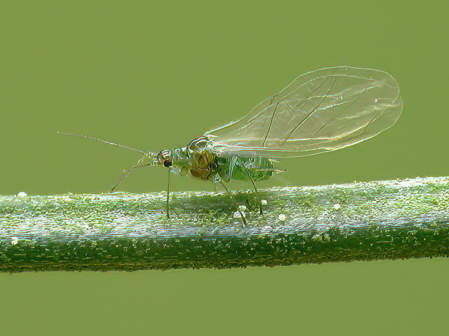 Elatobium abietinum
[url=https://www.cecidologie.de/cpg16x/albums/gallery/Elatobium_abietinum2.php][img]https://www.cecidologie.de/cpg16x/albums/gallery/tn_Elatobium_abietinum2.jpg[/img][/url] 

Die Fichtenröhrenlaus oder Sitkafichtenlaus  (Elatobium abietinum) ist in weiten Teilen Europa, Nordamerika, Island, Neuseeland, Tasmanien, Chile und in anderen Regionen verbreitet. Man findet sie vornehmlich an verschiedenen Fichtenarten wie z. B. Blaufichte (Picea pungens), Sitkafichte (Picea sitchensis), Omorikafichte (Picea omorica) und Gemeine Fichte (Picea abies), gelegentlich auch an Tanne (Abies). Nahrung sind die Säfte der Wirtspflanze. Im März und April schlüpfen die Larven aus den überwinterten Eiern. Nach ca. 3 Wochen entwickeln sich daraus fortpflanzungsfähige Stammmütter. Im Mai entstehen geflügelte Weibchen, die für eine weitere Ausbreitung sorgen, bevor im Juni und Juli ein Zusammenbruch der Population durch höhere Sommertemperaturen, veränderte Saftzusammensetzung im Leitgewebe und die Zunahme natürlicher Feinde erfolgt. Im Oktober gibt es dann einen erneuten Populationsanstieg. Die adulten Tiere überwintern, aber bei Temperaturen unter -14° Celsius sterben sie. In milden Wintern beginnen die Tiere sofort mit der ungeschlechtlichen Vermehrung (lebende Jungtiere), die sich in milden Frühjahren fortsetzt und somit für ein Massenaufkommen sorgen kann.

