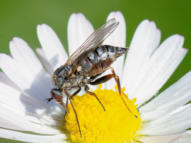 Empis femorata
Empis femorata ist [url=https://www.cecidologie.de/images/Regionen.png]paläarktisch[/url] verbreitet. Man findet sie in Hecken, Gebüschen, auf Wiesen und in Gärten auf verschiedenen Wildblumen. Flugzeit ist von Mai bis Juni. Die Art ernährt sich räuberisch von anderen Kleininsekten.

