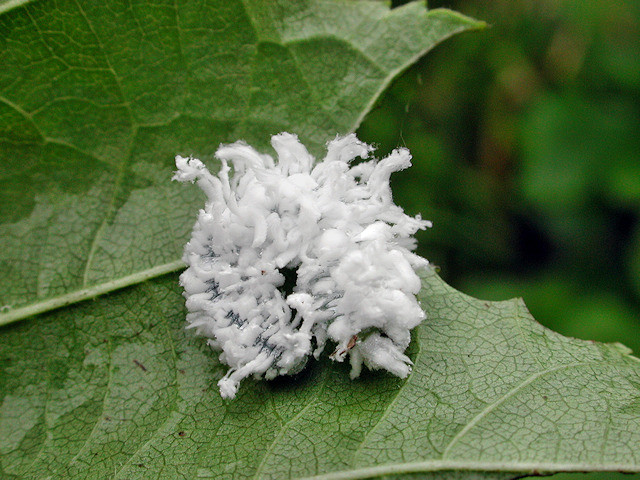 Eriocampa ovata
Die Erlenblattwespe (Eriocampa ovata) kommt in Mittel- und Nordspanien, Europa und Nordamerika vor. Erscheinungszeit ist Mai bis August in zwei Generationen bei günstigen Bedingungen. Nahrung der Larven sind Erlenblätter, meist Schwarzerle (Alnus glutinosa) und Grauerle (Alnus incana). Die weißen Haarbüschel der Larven sind besonders im jungen Stadium ausgeprägt. Die Verpuppung erfolgt in einem Kokon unter der Erde.
