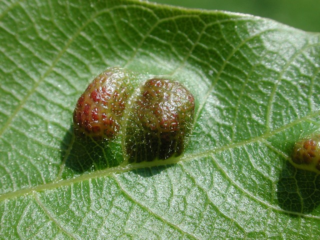 Eriophyes erinea
[url=https://www.cecidologie.de/cpg16x/albums/gallery/Eriophyes_erinea.php][img]https://www.cecidologie.de/cpg16x/albums/gallery/tn_Eriophyes_erinea2.jpg[/img][/url]

Die Walnußfilzgallmilbe (Eriophyes erinea) ist verantwortlich für diese typischen Blattveränderungen an Walnussblättern (Juglans regia L.) welche auch oft mit der Gallmilbe [url=https://www.cecidologie.de/cpg16x/displayimage.php?album=39&pid=130#top_display_media]Aceria tristriata[/url] vergesellschaftet ist. 

