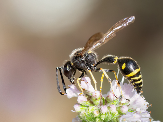 Eumenes papillarius
[url=https://www.cecidologie.de/cpg16x/albums/gallery2/Eumenes_papillarius_Maennchen2.php][img]https://www.cecidologie.de/cpg16x/albums/gallery2/tn_Eumenes_papillarius_Maennchen2.jpg[/img][/url] [url=https://www.cecidologie.de/cpg16x/albums/gallery2/Eumenes_papillarius_Maennchen3.php][img]https://www.cecidologie.de/cpg16x/albums/gallery2/tn_Eumenes_papillarius_Maennchen3.jpg[/img][/url]

Die Garten-Töpferwespe (Eumenes papillarius) ist in großen Teilen Europas und dem Nahen Osten verbreitet. Auch in Großbritannien gibt es diese Art. Man findet sie bevorzugt in trockenwarmen Biotopen wie z. B. in Gärten und Parks, an sonnigen Feldgehölzen und an Waldrändern. Die ca. 1 cm großen urnenförmigen Nester werden an Holz oder trockenen Pflanzenstängeln angebracht. Flugzeit ist von Mai bis September in zwei Generationen, die sich witterungsbedingt auch überschneiden können. Beutetiere sind Schmetterlingsraupen.

