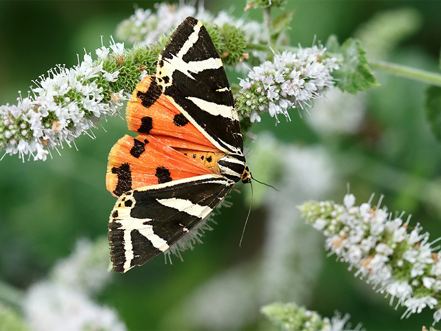 Euplagia quadripunctaria
[url=https://www.cecidologie.de/cpg16x/albums/gallery/Euplagia_quadripunctaria2.php][img]https://www.cecidologie.de/cpg16x/albums/gallery/tn_Euplagia_quadripunctaria2.jpg[/img][/url] [url=https://www.cecidologie.de/cpg16x/albums/gallery/Euplagia_quadripunctaria_Raupe.php][img]https://www.cecidologie.de/cpg16x/albums/gallery/tn_Euplagia_quadripunctaria_Raupe.jpg[/img][/url] [url=https://www.cecidologie.de/cpg16x/albums/gallery/Euplagia_quadripunctaria_Puppe.php][img]https://www.cecidologie.de/cpg16x/albums/gallery/tn_Euplagia_quadripunctaria_Puppe.jpg[/img][/url]

Der Russische Bär (Euplagia quadripunctaria) kommt in Süd- und Mitteleuropa vor. Man findet ihn gern in felsigen, kalkigen Gelände, wie z. B. in Steinbrüchen, an Fluss- und Bachrändern, Trockenrasen und felsigen Tälern und Hängen, in sonnigem, trockenem als auch in feuchtem, halbschattigem Gelände. Flugzeit ist von Juli bis September in einer Generation. Raupenzeit ist ab September, mit Überwinterung. Die Verpuppung erfolgt im darauffolgenden Jahr in einem weichen, weiß-grauen Gespinst am Boden. Der Schlupf erfolgt ca. einen Monat später. Nahrungspflanzen der Raupen sind vor allem Kräuter, aber auch verschiedene andere Pflanzen wie Taub- und Brennnessel, Himbeere, Hasel, Wiesensalbei etc.

