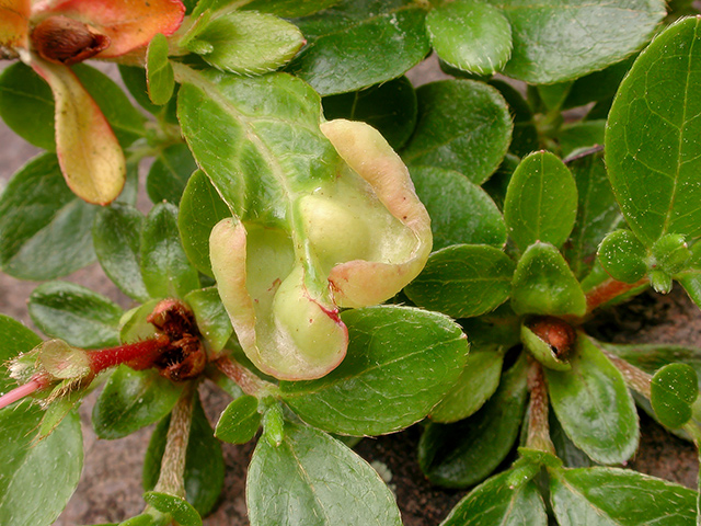 Exobasidium japonicum
[url=https://www.cecidologie.de/cpg16x/albums/gallery/Exobasidium_japonicum2.php][img]https://www.cecidologie.de/cpg16x/albums/gallery/tn_Exobasidium_japonicum2.jpg[/img][/url] 

Die Kulturazaleen-Nacktbasidie (Exobasidium japonicum) ist eine Brandpilzart, welche ursprünglich aus Japan stammt, aber durch die Einführung von Kulturazaleen in andere Weltgegenden, darunter Europa und Nordamerika verschleppt wurde. Sie lebt als Endoparasit auf Azaleen (Rhododendron spp.) und infiziert deren Blätter. Symptome des Befalls durch die Kulturazaleen-Nacktbasidie sind rote, stark geschwollene Blattgallen, die schließlich von Myzel überwuchert werden. Der Pilz ernährt sich von den im Speichergewebe der Pflanzen vorhandenen Nährstoffen, seine Basidien brechen später durch die Spaltöffnungen an der Blattunterseite und setzen Sporen frei, die dann durch Wind verbreitet werden. Die Ansteckung kann aber auch durch physischen Kontakt von Blättern erfolgen.

