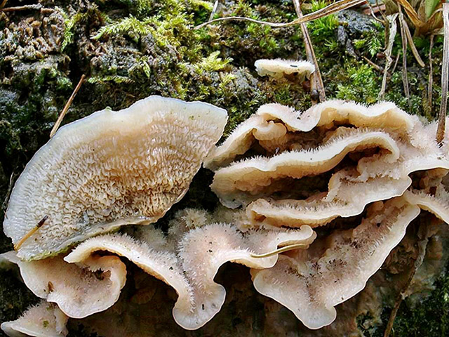 Gallertfleischiger Fältling
[color=#990000]Ungenießbar[/color]

[url=https://www.cecidologie.de/cpg16x/albums/gallery/Gallertfleischiger_Faeltling2.php][img]https://www.cecidologie.de/cpg16x/albums/gallery/tn_Gallertfleischiger_Faeltling2.jpg[/img][/url]

Der Gallertfleischige Fältling (Phlebia tremellosa) wächst von September bis Dezember saprophytisch an Stämmen und Stümpfen von Laub-, seltener Nadelholz, vor allem Rotbuche, Birke oder Pappel. Der Pilz kommt häufig vor. [color=#990000]Verwechslung: [/color] mit dem ungenießbaren Orangeroten Kammpilz (Phlebia radiata), welcher aber keine Hüte bildet, sondern dem Substrat flächig anliegt.

