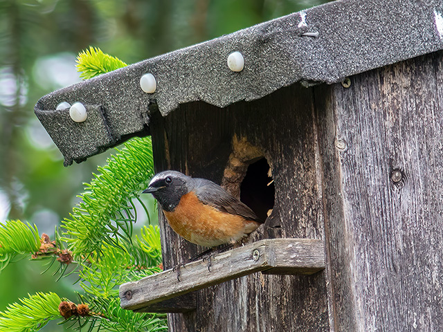 Gartenrotschwanz
[url=https://www.cecidologie.de/cpg16x/albums/gallery/Gartenrotschwanz_Maennchen2.php][img]https://www.cecidologie.de/cpg16x/albums/gallery/tn_Gartenrotschwanz_Maennchen2.jpg[/img][/url] [url=https://www.cecidologie.de/cpg16x/albums/gallery/Gartenrotschwanz_Weibchen_Nistmaterial.php][img]https://www.cecidologie.de/cpg16x/albums/gallery/tn_Gartenrotschwanz_Weibchen_Nistmaterial.jpg[/img][/url] [url=https://www.cecidologie.de/cpg16x/albums/gallery/Gartenrotschwanz_Weibchen_Fuetterung.php][img]https://www.cecidologie.de/cpg16x/albums/gallery/tn_Gartenrotschwanz_Weibchen_Fuetterung.jpg[/img][/url] [url=https://www.cecidologie.de/cpg16x/albums/gallery/Gartenrotschwanz_Weibchen_Fuetterung2.php][img]https://www.cecidologie.de/cpg16x/albums/gallery/tn_Gartenrotschwanz_Weibchen_Fuetterung2.jpg[/img][/url] [url=https://www.cecidologie.de/cpg16x/albums/gallery/Gartenrotschwanz_Maennchen_Fuetterung.php][img]https://www.cecidologie.de/cpg16x/albums/gallery/tn_Gartenrotschwanz_Maennchen_Fuetterung.jpg[/img][/url]

Der Gartenrotschwanz (Phoenicurus phoenicurus) ist [url=https://www.cecidologie.de/images/Regionen.png]west- und zentralpaläarktisch[/url] verbreitet, von Portugal und Spanien, über Frankreich und Deutschland bis hoch in den Norden Norwegens und über die Türkei bis in den Kaukasus und hin zum Baikalsee. Man findet ihn in trockenen Wäldern, an Waldrändern, in Gärten und Parkanlagen. Die Nahrung besteht aus Insekten, Spinnen, Tausendfüßer, Würmer, Asseln oder Schnecken. Das Nest wird ab Ende April oder Anfang Mai in Höhlen und Halbhöhlen gebaut und besteht aus ca. 6-7 Eiern. Brutdauer beträgt etwa 12 bis 14 Tage. Die Jungen fliegen nach ca. 14 Tagen aus. Der Gartenrotschwanz ist ein Langstreckenzieher (über 4000 km) und fliegt ab Mitte Juli bis Ende September in sein Winterquartier südlich der Sahara in Afrika.

