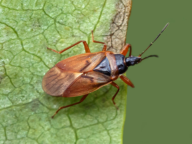 Gastrodes abietum
[url=https://www.cecidologie.de/cpg16x/albums/gallery2/Gastrodes_abietum2.php][img]https://www.cecidologie.de/cpg16x/albums/gallery2/tn_Gastrodes_abietum2.jpg[/img][/url]

Die Fichtenzapfenwanze (Gastrodes abietum) ist in Europa vom Nordrand des Mittelmeerraums bis an den Polarkreis verbreitet. Als Wirtspflanzen verschiedene Nadelbäume wie z. B. Gemeine Fichte (Picea abies), Tanne (Abies), Kiefer (Pinus), Lärche (Larix), Douglasie (Pseudotsuga) sowie Zypressengewächse (Cupressaceae). Dort leben sie in den verholzten Zapfen des Vorjahres von Nadelbäumen, wo sie an den Samen saugen. Insbesondere die Nymphen saugen aber auch an den Nadeln der Bäume. Außerhalb der Zapfen saugen die Tiere vor allem nachts. Die Imagines überwintern in den Zapfen, auch nachdem diese auf den Boden gefallen sind. Selten findet man sie dann auch unter Rindenschuppen am Stamm der Pflanzen. Es kommt auch vor, dass Nymphen überwintern. Im Mai legen die Weibchen ihre Eier an der Innenseite der alten Zapfen ab. Die Adulten der neuen Generation treten ab Juli oder August auf.

