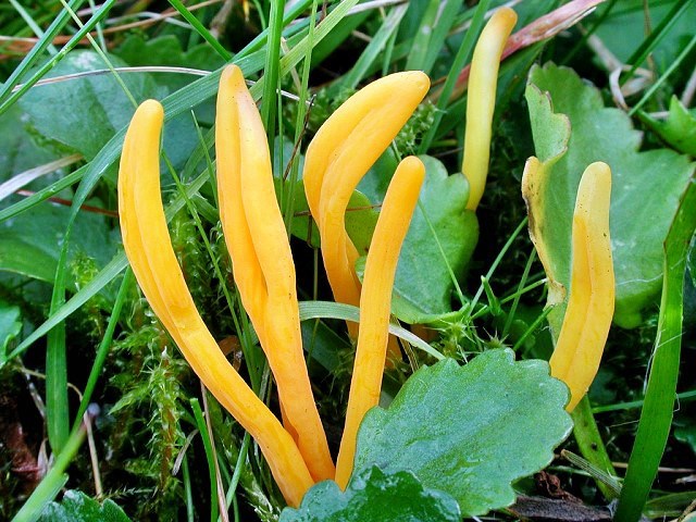 Goldgelbe Wiesenkeule
[color=#990000]Ungenießbar[/color]

Die Goldgelbe Wiesenkeule (Clavulinopsis helvola) wächst von September bis November auf lehmigen bis sandigen Böden zwischen Moos in lichten Wäldern, Magerwiesen, Heiden und Trockenrasen. Der Pilz gilt als gefährdet. [color=#990000]Verwechslung: [/color] mit der ungenießbaren Schönen Wiesenkeule (Clavulinopsis laeticolor). 
