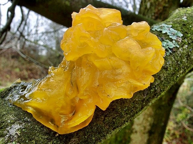 Goldgelber Zitterling
[color=#990000]Ungenießbar[/color]

Der Goldgelbe Zitterling (Tremella mesenterica) wächst ganzjährig an toten Laubholzästen, bevorzugt Buche, Eiche, Esche, Hasel aber auch an Ginster. Der Pilz kommt häufig vor. [color=#990000]Verwechslung: [/color] mit der an Nadelholz vorkommenden ungenießbaren Riesen-Gallertträne (Dacrymyces chrysospermus). 


