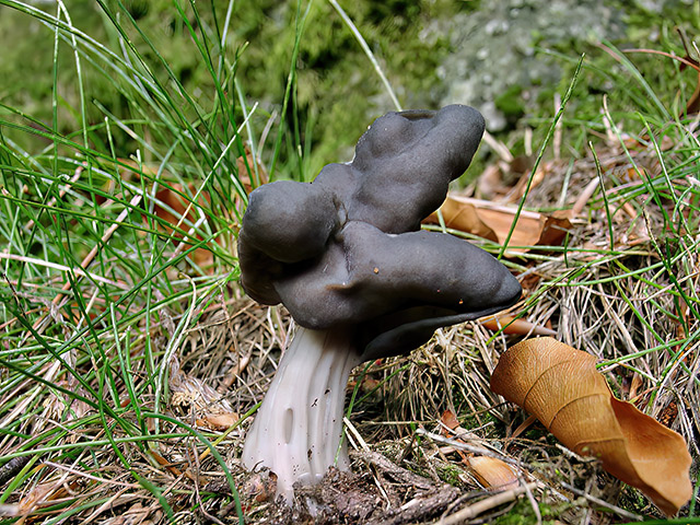 Grubenlorchel
[color=#990000]Essbar[/color]

Die Grubenlorchel (Helvella lacunosa) wächst von Juni bis September in Laub- und Nadelwäldern, Parks und Gärten sowie unter Gebüsch. Der Pilz kommt häufig vor. [color=#990000]Verwechslung: [/color] mit der essbaren Herbst-Lorchel (Helvella crispa), mit der ungenießbaren Weißstieligen Lorchel (Helvella spadicea). 
