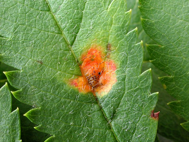 Gymnosporangium cornutum
[url=https://www.cecidologie.de/cpg16x/albums/gallery/Gymnosporangium_cornutum.php][img]https://www.cecidologie.de/cpg16x/albums/gallery/tn_Gymnosporangium_cornutum2.jpg[/img][/url] 
[color=#990000]Ungenießbar[/color]

Der Ebereschenrost (Gymnosporangium cornutum) beginnt mit seinem Aezienstadium auf der Eberesche (Sorbus aucuparia) und wechselt dann auf Wacholder (Juniperus communis) um dort mit dem Uredien- und Telienstadium seine Entwicklung abzuschließen. [color=#990000]Verwechslung: [/color] mit Gymnosporangium tremelloides. 

