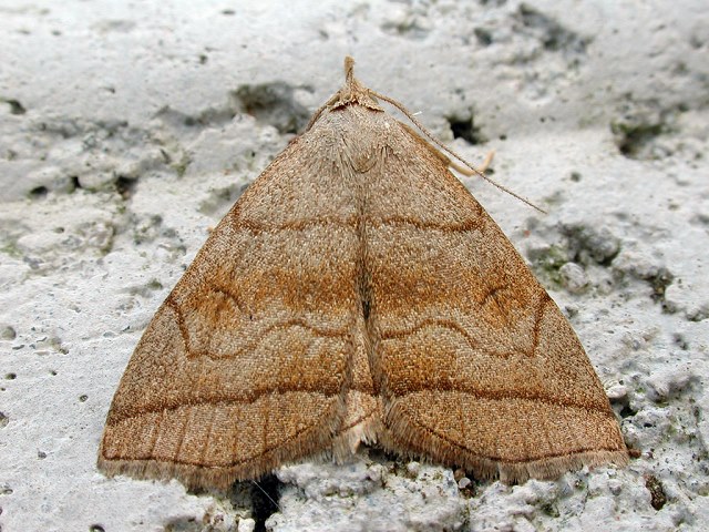 Herminia tarsicrinalis
Die Braungestreifte Spannereule (Herminia tarsicrinalis) kommt in Europa vor. Man findet sie vorzugsweise in der Nähe von Brombeerbüschen in Heckenreihen, in der Nähe von Laubwäldern, Gärten und Parks. Flugzeit ist von Juni bis Juli, abhängig vom Standort. Die Larven ernähren sich von welken Blättern. 
