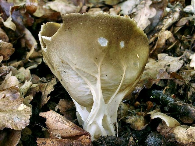 Hochgerippter Becherling
[url=https://www.cecidologie.de/cpg16x/albums/gallery/Hochgerippter_Becherling.php][img]https://www.cecidologie.de/cpg16x/albums/gallery/tn_Hochgerippter_Becherling2.jpg[/img][/url] [url=https://www.cecidologie.de/cpg16x/albums/gallery/Hochgerippter_Becherling2.php][img]https://www.cecidologie.de/cpg16x/albums/gallery/tn_Hochgerippter_Becherling3.jpg[/img][/url]

[color=#990000]Ungenießbar[/color]

Der Hochgerippte Becherling (Helvella acetabulum) wächst von April bis Juni im Laub- und Nadelwald, an lichten Stellen und Wegrändern, auf sandigen oder kalkhaltigen Böden im Kiefern-Eichen Mischwald, aber vor allem unter Eichen. [color=#990000]Verwechslung: [/color] mit der Grauweißen Becherlorchel (Helvella costifera), welche aber flacher gebaut ist und besonders grobe, stark quer verbundene Außenrippen aufweist. Eine weitere Verwechslung ist mit der Schwarzweißen Lorchel (Helvella leucomelanea) möglich, diese findet man aber ausschließlich auf Kalkböden unter Kiefern und Fichten und sie ist sehr wärmeliebend. 

