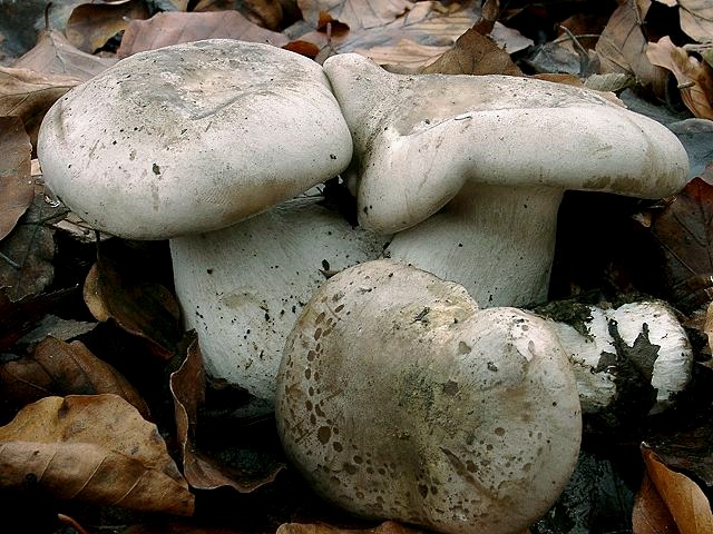 Horngrauer Rötelritterling
[url=https://www.cecidologie.de/cpg16x/albums/gallery/Horngrauer_Roetelritterling.php][img]https://www.cecidologie.de/cpg16x/albums/gallery/tn_Horngrauer_Roetelritterling2.jpg[/img][/url]

[color=#990000]Essbar[/color]

Der Horngraue Rötelritterling (Lepista panaeolus) wächst von September bis November auf Wiesen, gemulchten Beeten, an Wegrändern (auch in Wäldern). Der Pilz ist recht selten, wenn auch örtlich stellenweise häufig. [color=#990000]Verwechslung: [/color] die Fachwelt spricht noch von einem Marmorierten Rötelritterling (Lepista rickenii), der einen mehr tabakbraunen Hut und deutlichen Mehlgeruch besitzen soll. Ansonsten wird er mehr oder weniger mit Lepista panaeola gleichgestellt. Des Weiteren kann der Horngraue Rötelritterling durchaus mit der Nebelgrauen Röteltrichterling (Clitocybe nebularis) verwechselt werden, wenn man nicht auf die Wasserflecken auf der Hutoberfläche achtet, die manchmal auch schwach oder gar nicht vorhanden sein können. 

