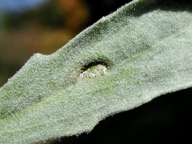 Hyaloperonospora galligena
[url=https://www.cecidologie.de/cpg16x/albums/gallery/Hyaloperonospora_galligena2.php][img]https://www.cecidologie.de/cpg16x/albums/gallery/tn_Hyaloperonospora_galligena2.jpg[/img][/url] [url=https://www.cecidologie.de/cpg16x/albums/gallery/Hyaloperonospora_galligena3.php][img]https://www.cecidologie.de/cpg16x/albums/gallery/tn_Hyaloperonospora_galligena3.jpg[/img][/url]

Der Falsche Mehltau Hyaloperonospora galligena ist für die Gallenbildung auf der Blattober- und Unterseite verantwortlich. Die Gallen sind mit dem typischen weißen Pilzbelag überzogen. Man findet den Pilz von Mai bis Oktober wie hier auf Aurinia saxatilis (Felsen-Steinkraut), aber auch an Alyssoides utriculata (Blasenschötchen).

