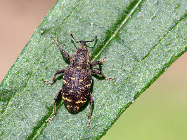 Hylobius abietis
[url=https://www.cecidologie.de/cpg16x/albums/gallery2/Hylobius_abietis2.php][img]https://www.cecidologie.de/cpg16x/albums/gallery2/tn_Hylobius_abietis2.jpg[/img][/url]

Der Große Braune Rüsselkäfer (Hylobius abietis) kommt in Europa bis Japan vor. Man findet in zumeist in Nadelwäldern und Gärten. Die Larven leben unterirdisch an Wurzeln und morschen Baumstümpfen. Zur Verpuppung bohren sie hakenförmige Gänge ins Holz, an dessen Ende die Puppe liegt. Im Frühjahr schlüpfen dann die fertigen Käfer. Diese sind schädlich für den Wald, da sie das Kambium und die Rinde von Nadelbäumen fressen. Bei Massenvorkommen befallen sie zunehmend Jungfichten und -kiefern und können so ganze Schonungen kahlfressen. Sie erreichen auch ein für Käfer stattliches Alter, 3–6 Jahre. 
