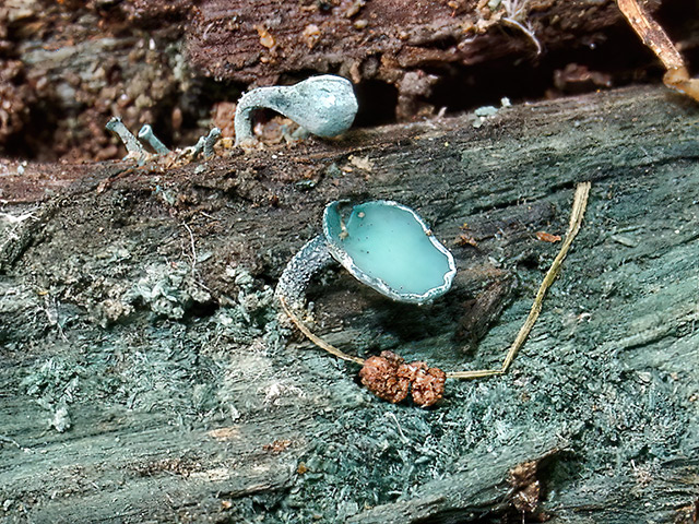 Kleinsporiger Grünspanbecherling
[color=#990000]Ungenießbar[/color]

Der Kleinsporige Grünspanbecherling (Chlorociboria aeruginascens) wächst von Juni bis November auf entrindeten, moderigen Laubholz, selten auch an Nadelholz. Der Pilz ist in West- und Nordeuropa stellenweise sehr häufig, aber in Deutschland seltener. [color=#990000]Verwechslung: [/color] mit dem Großsporigen Grünspanbecherling (Chlorociboria aeruginosa), welcher noch seltener in Deutschland zu finden ist als die beschriebene Art. 

