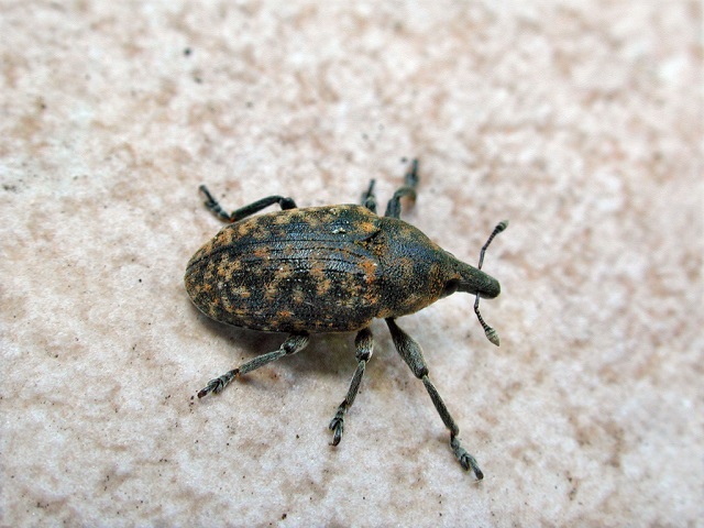 Larinus turbinatus
Der Kratzdistelrüssler (Larinus turbinatus) kommt in Europa, außer in Nordeuropa vor. Man findet sie in geeigneten Habitaten mit Distelbestand. Nach der Paarung legen die Weibchen die Eier an Blütenköpfen von Disteln ab. Die Larven entwickeln sich im Innern der Blütenköpfe, wo sie sich auch verpuppen. Die Disteln dienen auch der Ernährung dieser Käfer. 
