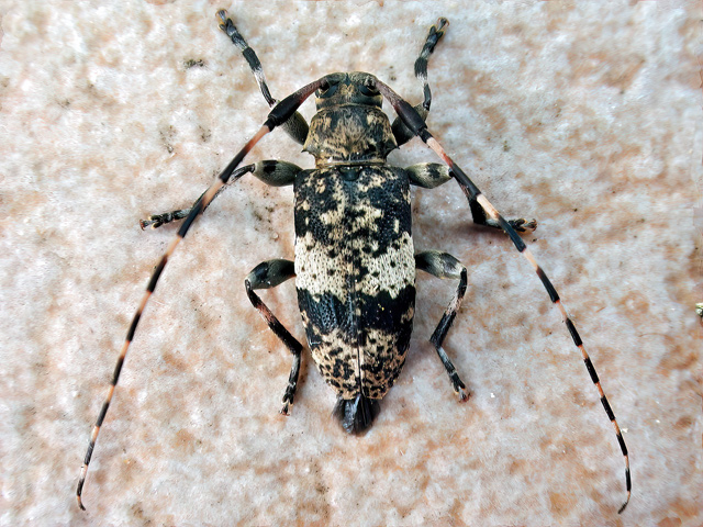 Leiopus nebulosus
Der Braungraue Splintbock (Leiopus nebulosus) kommt in Mitteleuropa im Norden bis nach Dänemark, den Süden Norwegens und Finnlands sowie auf den mittleren Teil Schwedens und den Kaukasus vor. Auf den Britischen Inseln ist die Art nur lokal anzutreffen. Man findet ihn häufig an Laubwaldrändern (gerne Buchen), Nadelmischwäldern und Fichtenwäldern im Tief- und Hügelland z. B. auf trockenem Reisig. Flugzeit ist Mai bis Juli. Die Larven entwickeln sich unter anderem in den trockenen, aber nicht entrindeten Ästen und dünnen Stämmen von Buchen, Eichen, Linden, Hainbuchen und Obstbäumen. 
