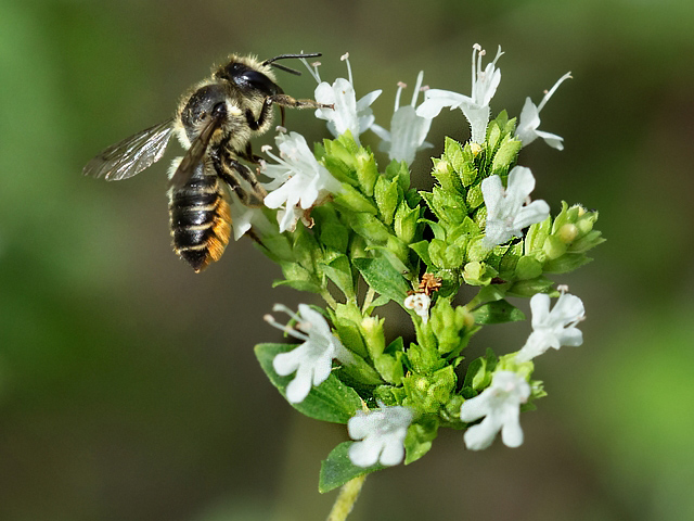 Megachile centuncularis
[url=https://www.cecidologie.de/cpg16x/albums/gallery/Megachile_centuncularis2.php][img]https://www.cecidologie.de/cpg16x/albums/gallery/tn_Megachile_centuncularis2.jpg[/img][/url]

Die Kleine Gartenblattschneiderbiene (Megachile centuncularis) ist auf der Nordhalbkugel beheimatet und kommt sowohl in Nordamerika als auch in Eurasien vor. In Westeuropa erstreckt sich das Verbreitungsgebiet von Norwegen, Schweden und Finnland nach Süden bis nach Spanien und Italien. Sie kommt in Ostirland und in Großbritannien vor, insbesondere im südlichen Teil des Landes. Man findet sie auf Waldlichtungen, an Waldrändern, auf Ruderalflächen oder in Gärten und Parkanlagen. Flugzeit ist von Ende Mai bis Mitte Oktober, mit bis zu zwei Generationen. Das Nest wird in Hohlräumen wie z. B. von Baumstümpfen, in Fugen von Trockenmauern, in Nisthilfen oder in markhaltigen oder hohlen Pflanzenstängeln angelegt. Für die Brutzellen werden Laubblattstücke gesammelt. Die Larven überwintern in der Zelle. Die Nahrung der Imagines ist  Nektar von verschiedenen Blüten, vor allem Disteln und Brombeeren. Pollen zur Versorgung der Larven wird von einer Vielzahl von Blüten  gesammelt vor allem von Korbblütlern (Asteraceae), Hülsenfrüchtlern (Fabaceae) und Hartheugewächsen (Hypericaceae).

