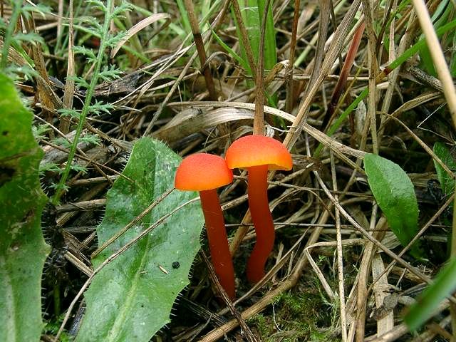 Mennigroter Saftling
[color=#990000]Ungenießbar[/color]

Der Mennigrote Saftling (Hygrocybe miniata) wächst von Juni bis Oktober zwischen Moos und Gras, besonders an Wegen und Waldrändern. Der Pilz kommt relativ häufig vor. [color=#990000]Verwechslung: [/color] es gibt ein paar ähnliche Arten aber der Mennigrote Saftling ist durch seine typisch schorfig-filzige Huthaut und seine Größe gut gekennzeichnet. 
