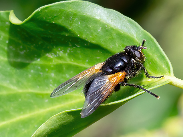 Mesembrina meridiana
Die Rinderfliege (Mesembrina meridiana) ist in weiten Teilen der [url=https://www.cecidologie.de/images/Regionen.png]Paläarktis[/url] verbreitet. Heiße Wüsten, polare und hochalpine Regionen werden nicht besiedelt. Man findet sie in Gärten, Wiesen, im Grasland, an Waldrändern und in der Nähe von Pferde- und Rinderweiden. Die Fliegen sitzen oft an Blüten und Stängeln von Pflanzen, wo sie Pollen und Nektar aufnehmen, gern an Efeublüten. Flugzeit ist von März bis Oktober. Die Larven entwickeln sich meist in Kuhfladen, aber auch im Kot anderer Säugetiere. Sie ernähren sich von dem Kot und von darin lebenden Larven anderer Insekten.
