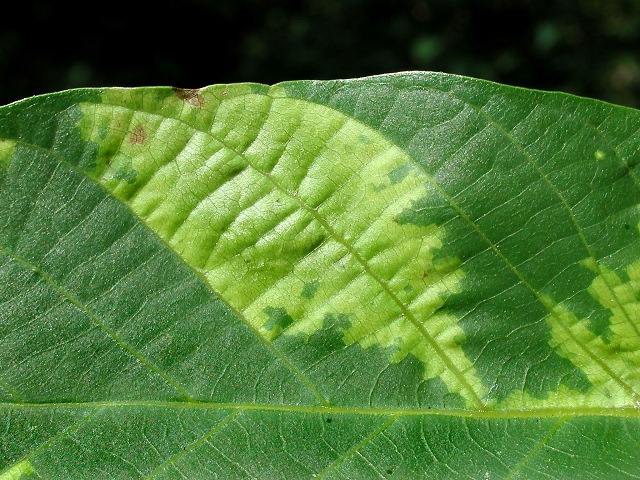 Microstroma juglandis
[url=https://www.cecidologie.de/cpg16x/albums/gallery/Microstroma_juglandis2.php][img]https://www.cecidologie.de/cpg16x/albums/gallery/tn_Microstroma_juglandis2.jpg[/img][/url] [url=https://www.cecidologie.de/cpg16x/albums/gallery/Microstroma_juglandis3.php][img]https://www.cecidologie.de/cpg16x/albums/gallery/tn_Microstroma_juglandis3.jpg[/img][/url]

Die Microstromatales sind gegenüber den anderen Ordnungen durch lokale Interaktionszonen mit dem Wirt ohne Interaktionsapparat charakterisiert. Sie bilden keine Teliosporen. Die Basidien wachsen durch die Stromata der Wirte ins Freie und entlassen ihre Sporen an der Blattoberfläche. 

