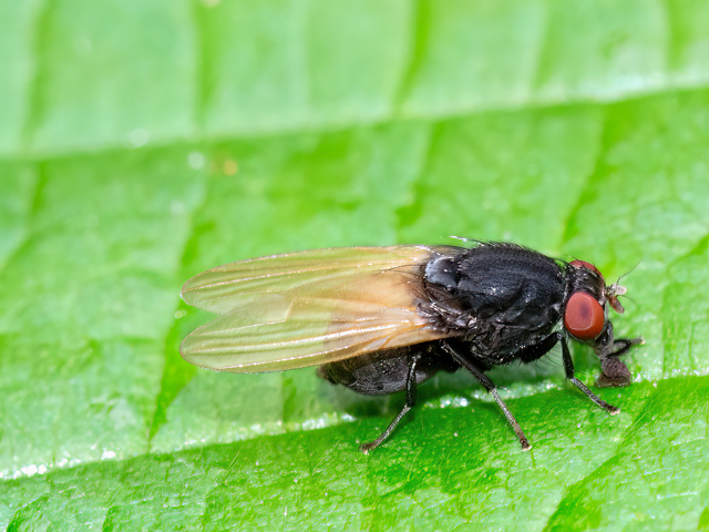 Minettia longipennis
Minettia longipennis ist in Europa, Asien und Nordamerika verbreitet. Man findet sie in feuchten Wäldern, Parks und Gärten, in meist niedriger Vegetation an schattigen und feuchten Stellen. Flugzeit ist von Mai bis September. Die Larven leben am Boden in der Laubschicht und ernähren sich von abgestorbenem Pflanzenmaterial. 
